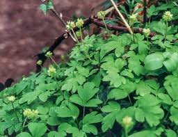 Attēlu rezultāti vaicājumam “Adoxa moschatellina”