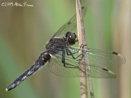 Attēlu rezultāti vaicājumam “Leucorrhinia caudalis”