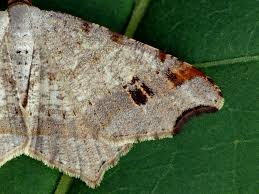 Attēlu rezultāti vaicājumam “Macaria notata”