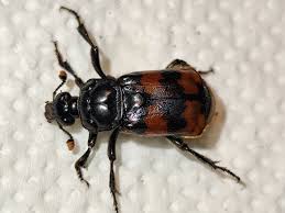 Attēlu rezultāti vaicājumam “Nicrophorus investigator imago”