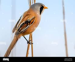 Attēlu rezultāti vaicājumam “Panurus biarmicus male”