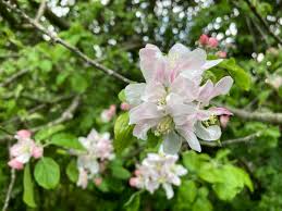 Attēlu rezultāti vaicājumam “Malus sylvestris”