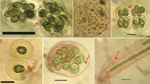 Attēlu rezultāti vaicājumam “Gloeocapsa rupestris”