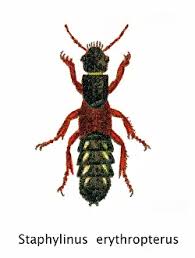 Attēlu rezultāti vaicājumam “Staphylinus erythropterus”