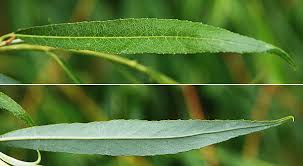 Attēlu rezultāti vaicājumam “Salix alba var. alba”