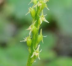 Attēlu rezultāti vaicājumam “Malaxis monophyllos flower”