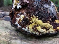 Attēlu rezultāti vaicājumam “Hypocrea pulvinata”