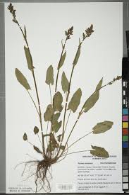 Attēlu rezultāti vaicājumam “Rumex acetosa”