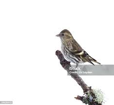 Attēlu rezultāti vaicājumam “Carduelis spinus female”