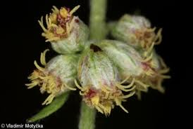 Attēlu rezultāti vaicājumam “Artemisia vulgaris bud”
