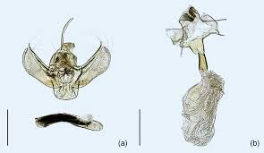 Attēlu rezultāti vaicājumam “Colostygia pectinataria male”