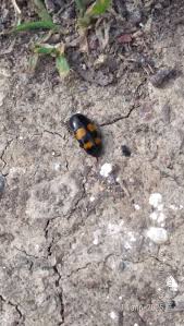 Attēlu rezultāti vaicājumam “Glischrochilus grandis”