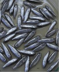 Image result for Mugil liza