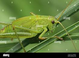 Attēlu rezultāti vaicājumam “Phaneroptera falcata”