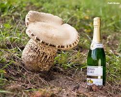 Image result for macrocybe titans