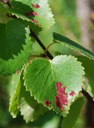 Attēlu rezultāti vaicājumam “Acalitus longisetosus”