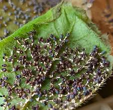 Attēlu rezultāti vaicājumam “Diachea leucopodia”