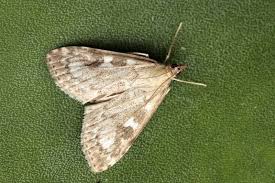 Attēlu rezultāti vaicājumam “Udea olivalis”