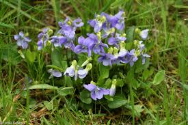 Attēlu rezultāti vaicājumam “Viola canina flower”