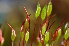 Attēlu rezultāti vaicājumam “Ceratodon purpureus”