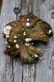 Attēlu rezultāti vaicājumam “Collybia cirrhata”