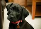 Tag Youre It  Why Dog ID Tags Are Essential For Your Pets Safety