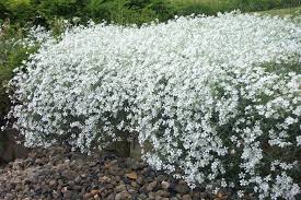 Attēlu rezultāti vaicājumam “Cerastium sylvaticum”