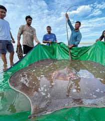 Image result for Cyprinus megalophthalmus