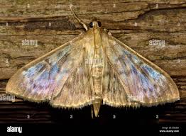 Attēlu rezultāti vaicājumam “Pleuroptya ruralis”