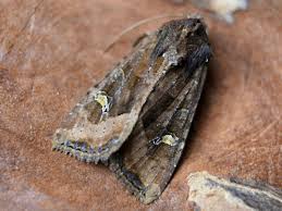 Attēlu rezultāti vaicājumam “Celaena leucostigma”