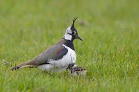 Attēlu rezultāti vaicājumam “Vanellus vanellus adult”