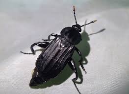 Attēlu rezultāti vaicājumam “Necrodes littoralis”