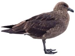 Image result for Stercorarius skua
