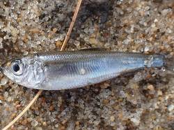 Image result for Alosa alabamae