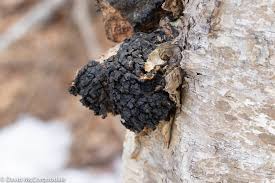 Attēlu rezultāti vaicājumam “Inonotus obliquus”