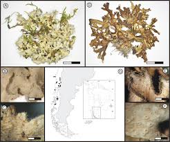 Attēlu rezultāti vaicājumam “Heyderia pusilla”
