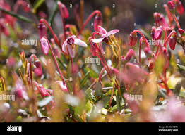 Attēlu rezultāti vaicājumam “Oxycoccus flower”