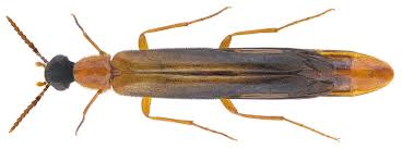 Attēlu rezultāti vaicājumam “Hylecoetus dermestoides male”