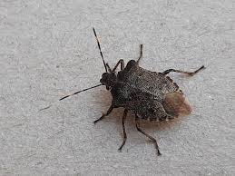 Attēlu rezultāti vaicājumam “Troilus luridus”