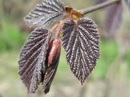 Attēlu rezultāti vaicājumam “Ulmus laevis leaf”