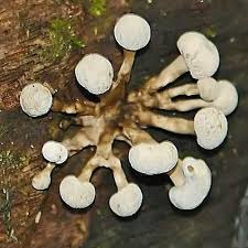 Attēlu rezultāti vaicājumam “Phleogena faginea young”