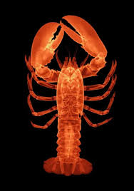 Image result for Homarus gammarus