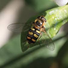 Attēlu rezultāti vaicājumam “Eupeodes nielseni”