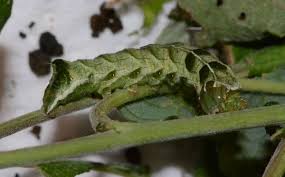 Attēlu rezultāti vaicājumam “Melanchra persicariae imago”