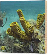 Attēlu rezultāti vaicājumam “Tubifera applanata sessile”