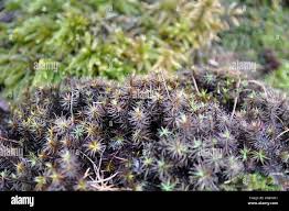 Attēlu rezultāti vaicājumam “Polytrichum piliferum”