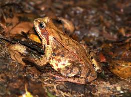 Attēlu rezultāti vaicājumam “Rana temporaria adult”