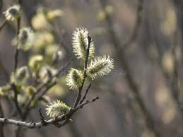 Attēlu rezultāti vaicājumam “Fagus sylvatica male flower”