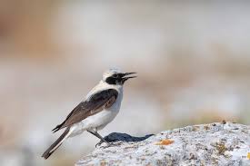 Image result for Oenanthe hispanica