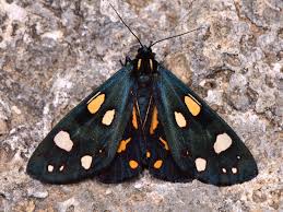 Attēlu rezultāti vaicājumam “Callimorpha dominula”